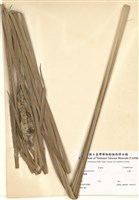 藏品(水燭)的圖片